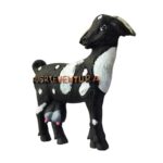fuerteventura spain fridge magnet black goat island keepsake for collectors & memo board display